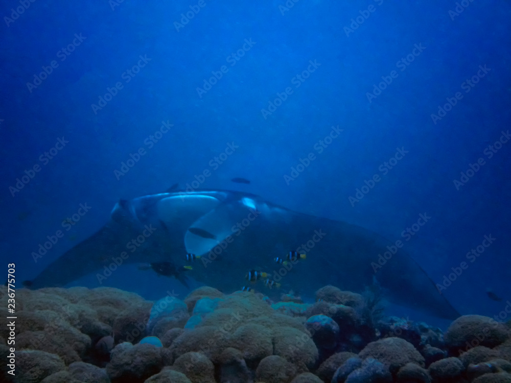Naklejka premium A giant oceanic Manta Ray (Manta birostris) in the Indian Ocean
