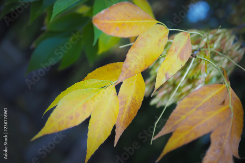 leaves close-up with blurred bokeh
