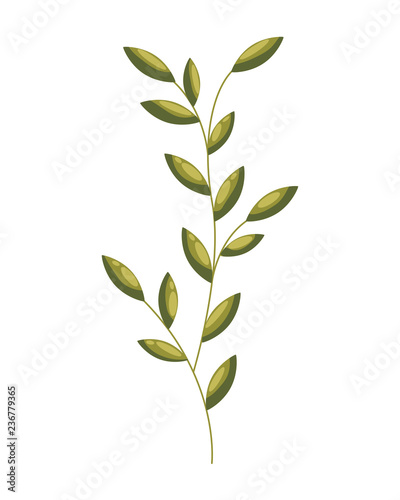 floral leaves foliage on white background