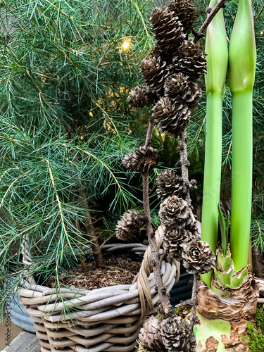 Green tree in the city. Pine.