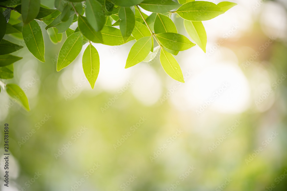 Nature of green leaf in garden at summer. Natural green leaves plants using as spring background cover page greenery environment ecology wallpaper Nature of green leaf in garden at summer. Natural green leaves plants using as spring background cover page greenery environment ecology wallpaper