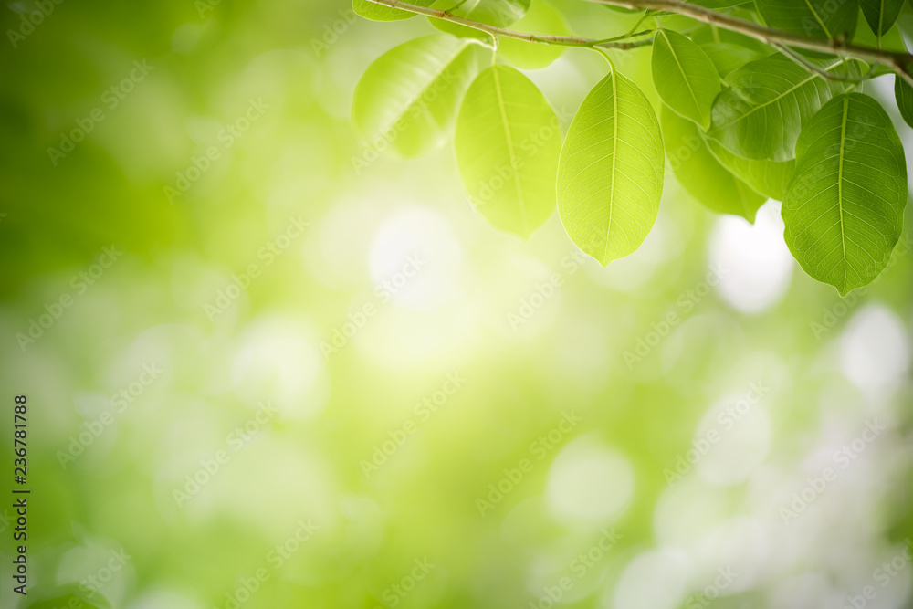 Nature of green leaf in garden at summer. Natural green leaves plants using as spring background cover page greenery environment ecology wallpaper
