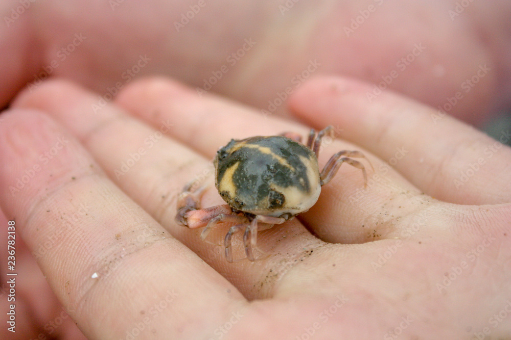 Obraz premium Round Crab