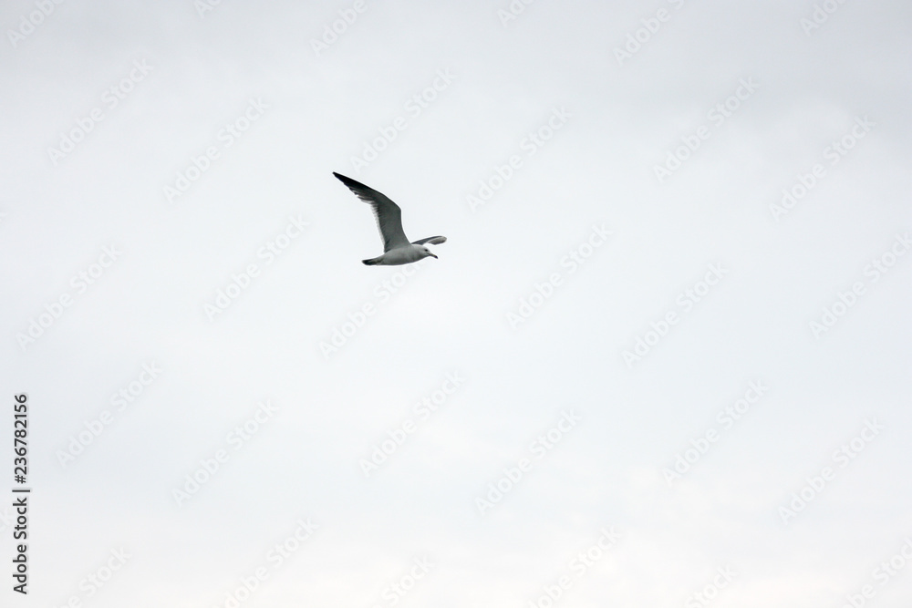 Seagull's Flight 04