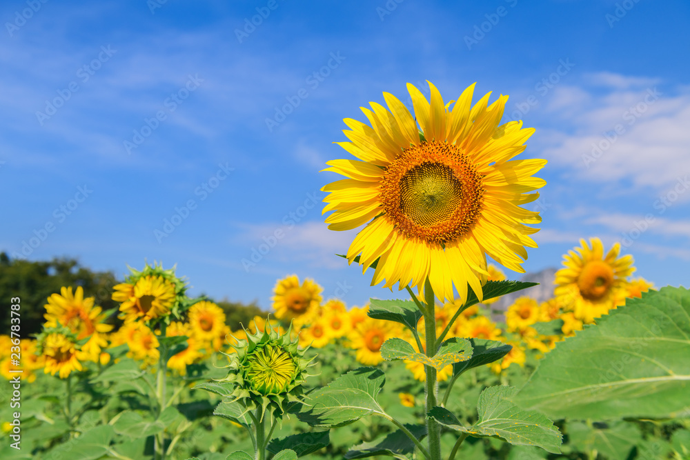 sunflower farm with the blue sky.
