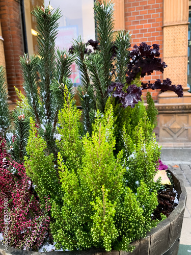 Green plants on the street. Tree in the city.