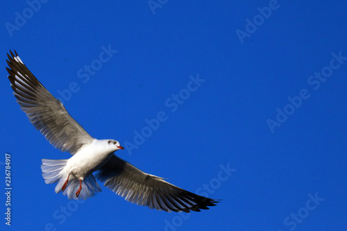 Seagull in the blue sky.. © apple2499