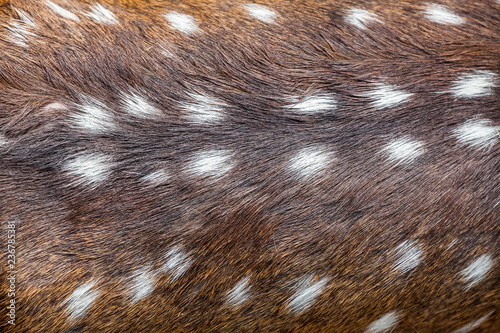 deer skin