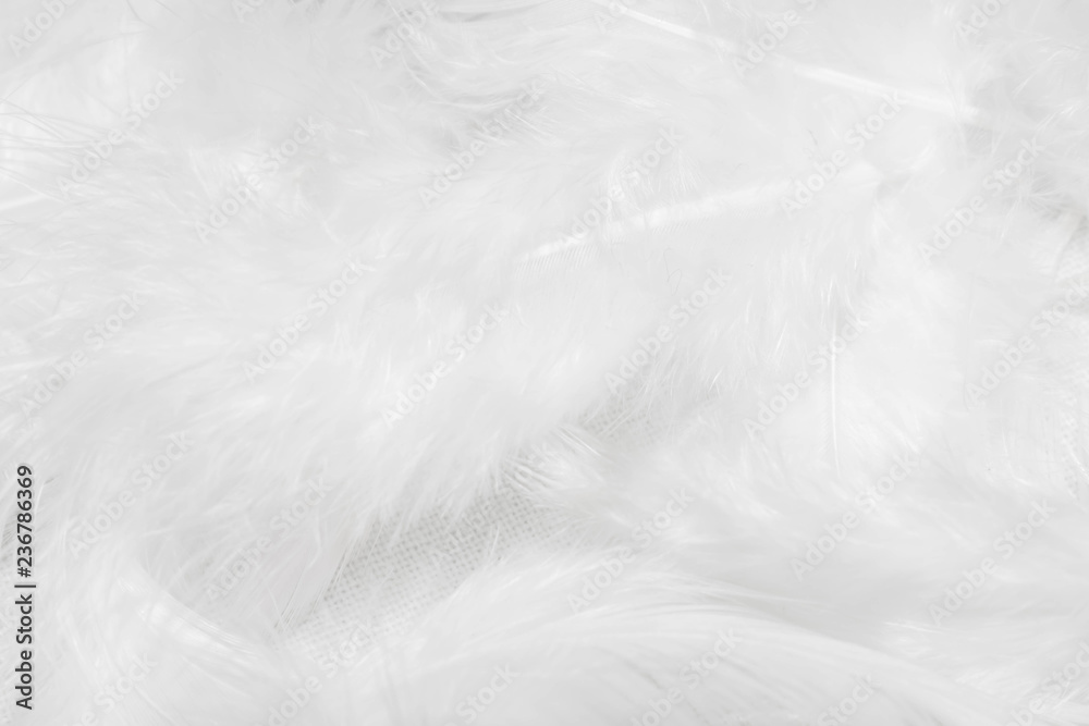 White feathers on white background for design White feathers on white background for design
