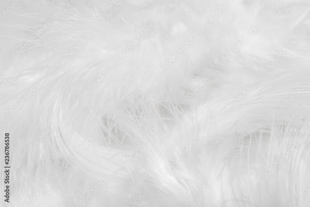 White feathers on white background for design White feathers on white background for design