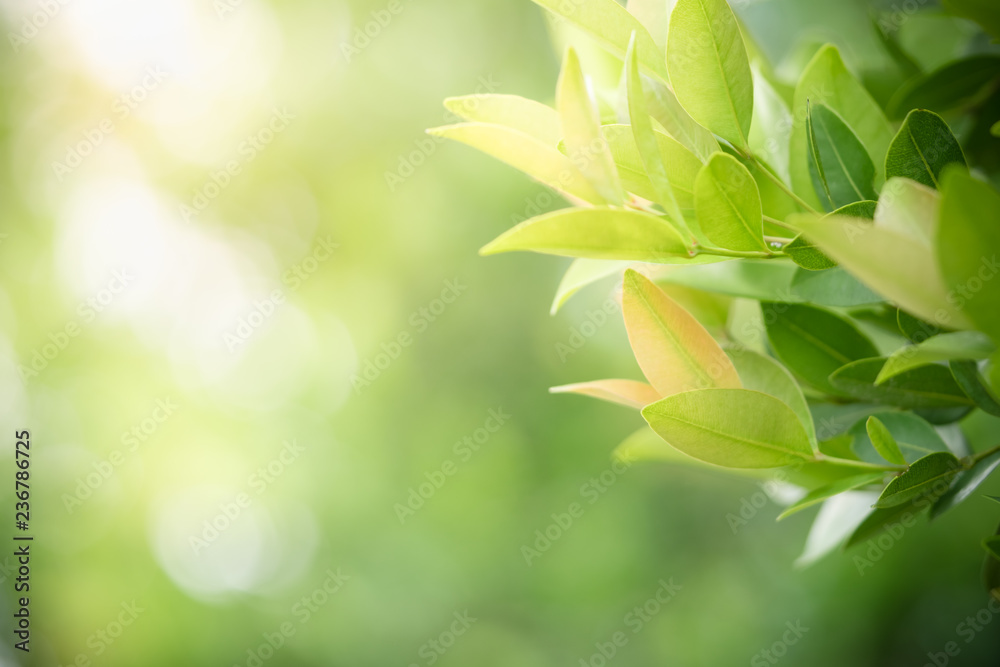 Nature of green leaf in garden at summer. Natural green leaves plants using as spring background cover page greenery environment ecology wallpaper Nature of green leaf in garden at summer. Natural green leaves plants using as spring background cover page greenery environment ecology wallpaper
