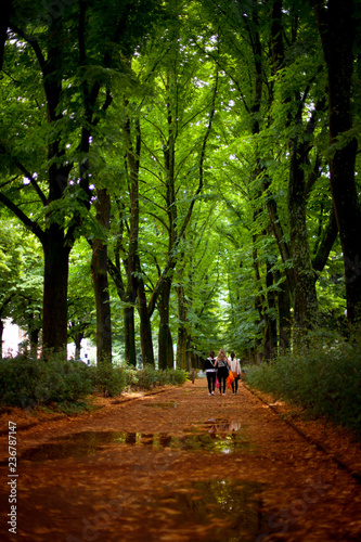 Fototapeta Naklejka Na Ścianę i Meble -  Tree figure on a treelined walk