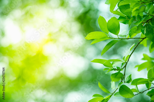 Nature of green leaf in garden at summer. Natural green leaves plants using as spring background cover page greenery environment ecology wallpaper