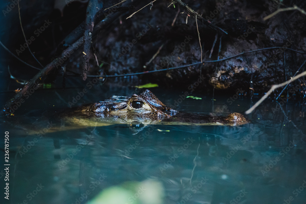 Fototapeta premium Kaiman im Fluss von Costa Rica