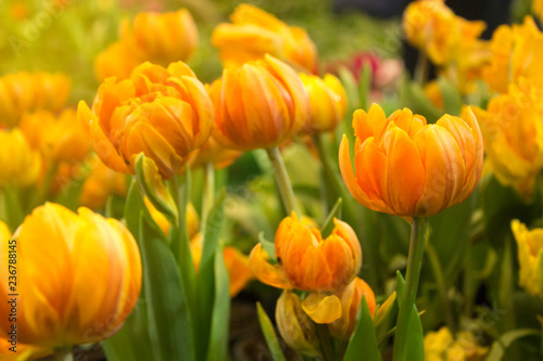 colorful tulips in morning garden