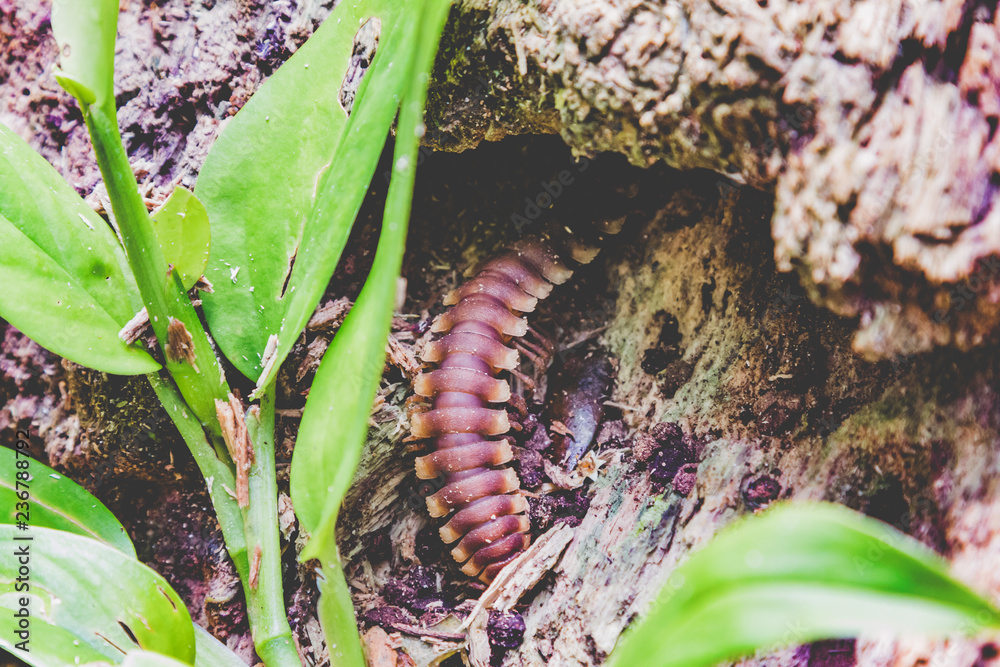 Centipede Skolopender im Dschungel von Costa Rica Stock Photo Adobe