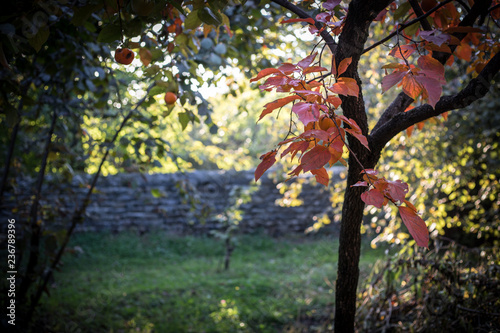 Fall scene. Beautiful Autumnal park. Leaves Forest path in autumn.