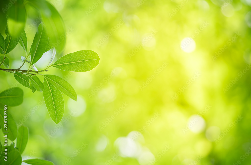Nature of green leaf in garden at summer. Natural green leaves plants using as spring background cover page greenery environment ecology wallpaper Nature of green leaf in garden at summer. Natural green leaves plants using as spring background cover page greenery environment ecology wallpaper