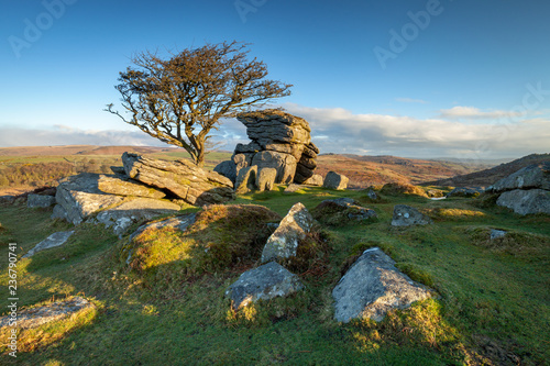 Tree grows on the rocks near Saddle Tor, Dartmoor National Park photo