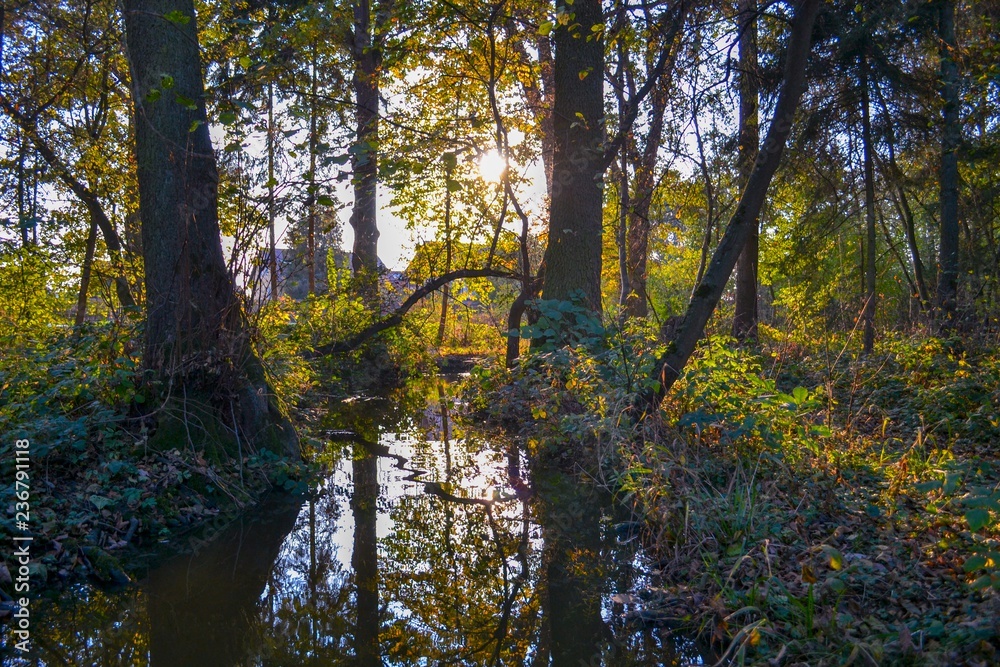 Sunset Forest Sunset Forest