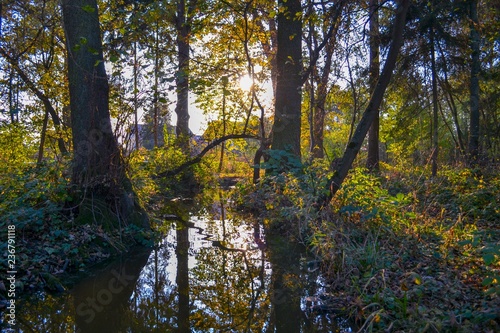 Sunset Forest
