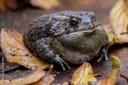 Bullfrog on leaf