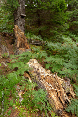 Fallen tree trunk on the forest floor