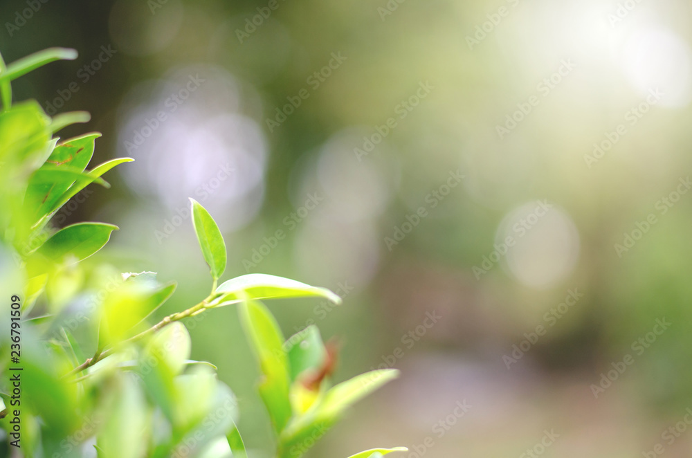 Green leaves and bokeh are beautiful backgrounds.