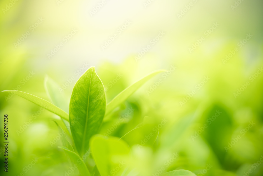 Nature of green leaf in garden at summer. Natural green leaves plants using as spring background cover page greenery environment ecology wallpaper