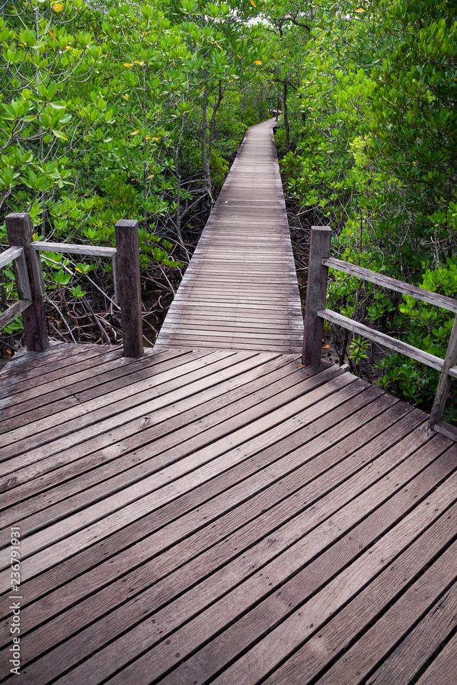  Mangrove forest and Wooden bridge.