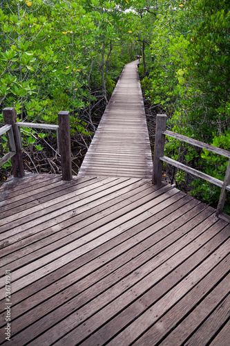  Mangrove forest and Wooden bridge.