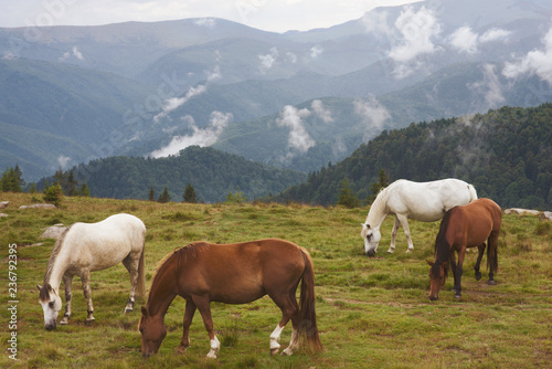 Herd of wild horses on a pasture in the mountains