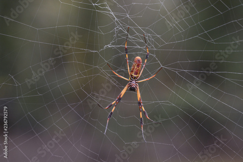Golden Orb Weaver Spider © Bill Ragan