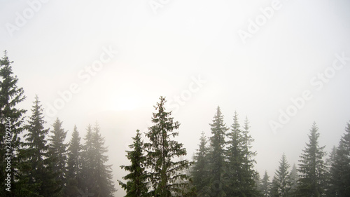 Fog in the pine tree forest