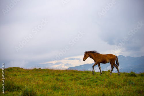 Brown horse walking up a hill in the mountains © Liz