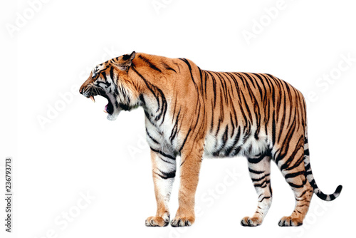 Fotografie, Tablou Tiger action on white background.