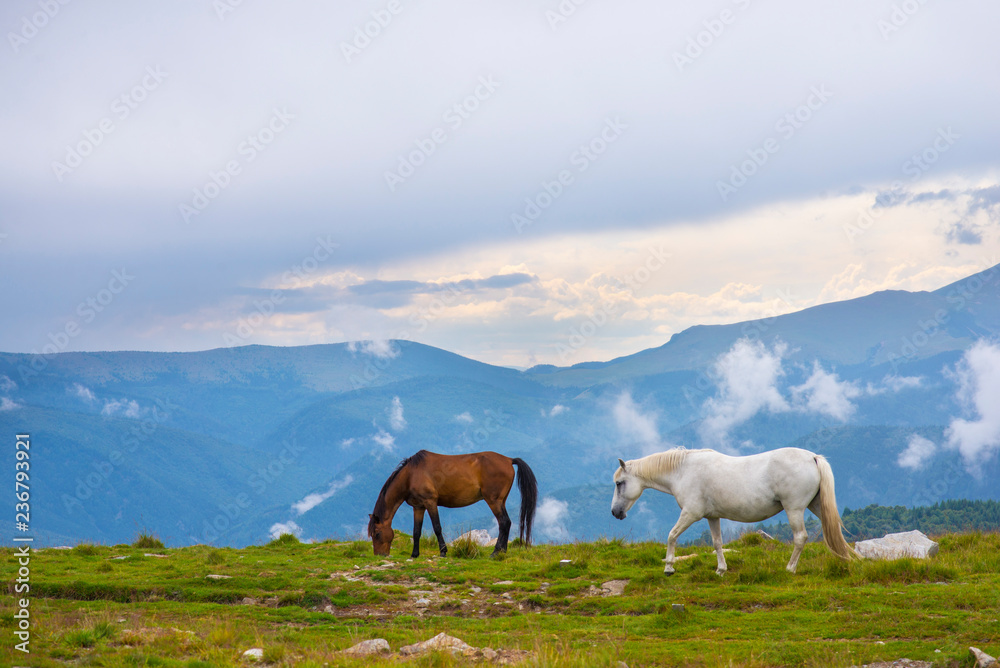 Two horses in the mountains
