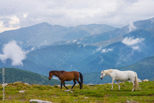 Horses walking in the mountains