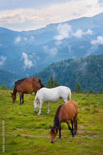 Grazing horses in a mountain landscape