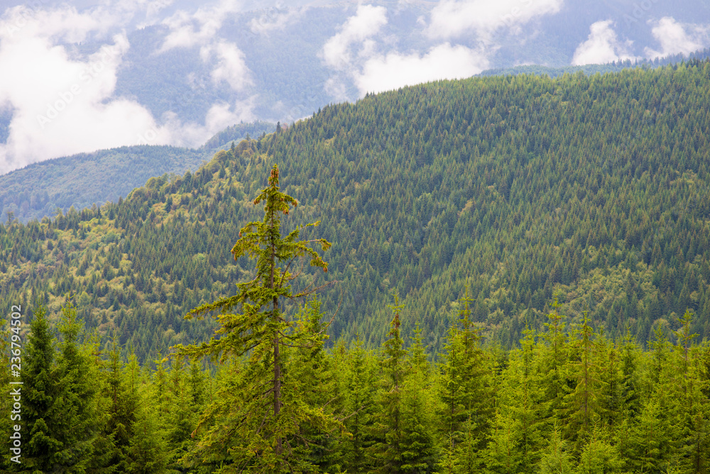 Pine tree forest in the mountains