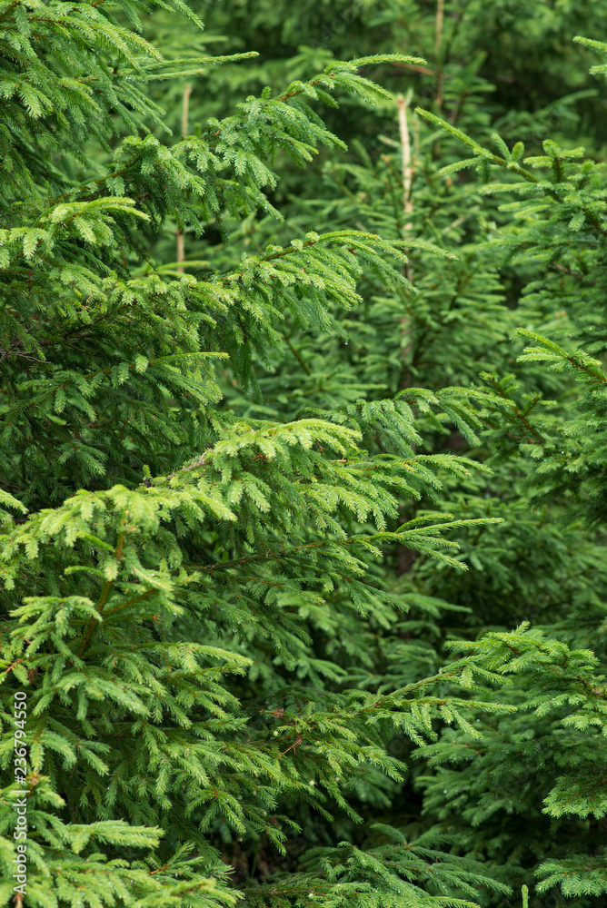 Background of green pine tree branches Background of green pine tree branches