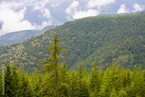 Pine tree forest in the mountains