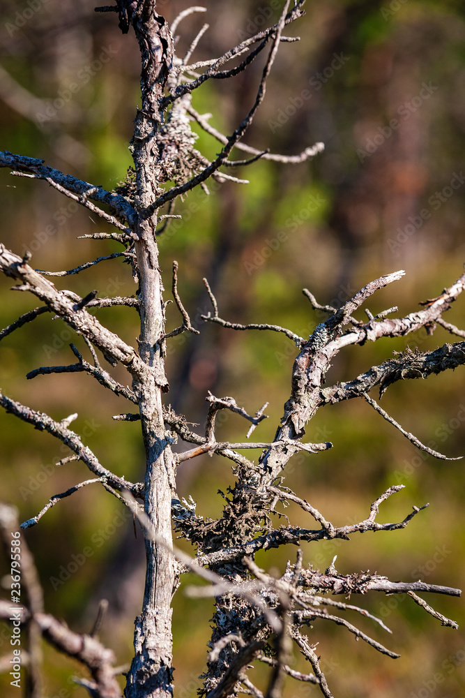 naked tree branches in late autumn with no leaves naked tree branches in late autumn with no leaves