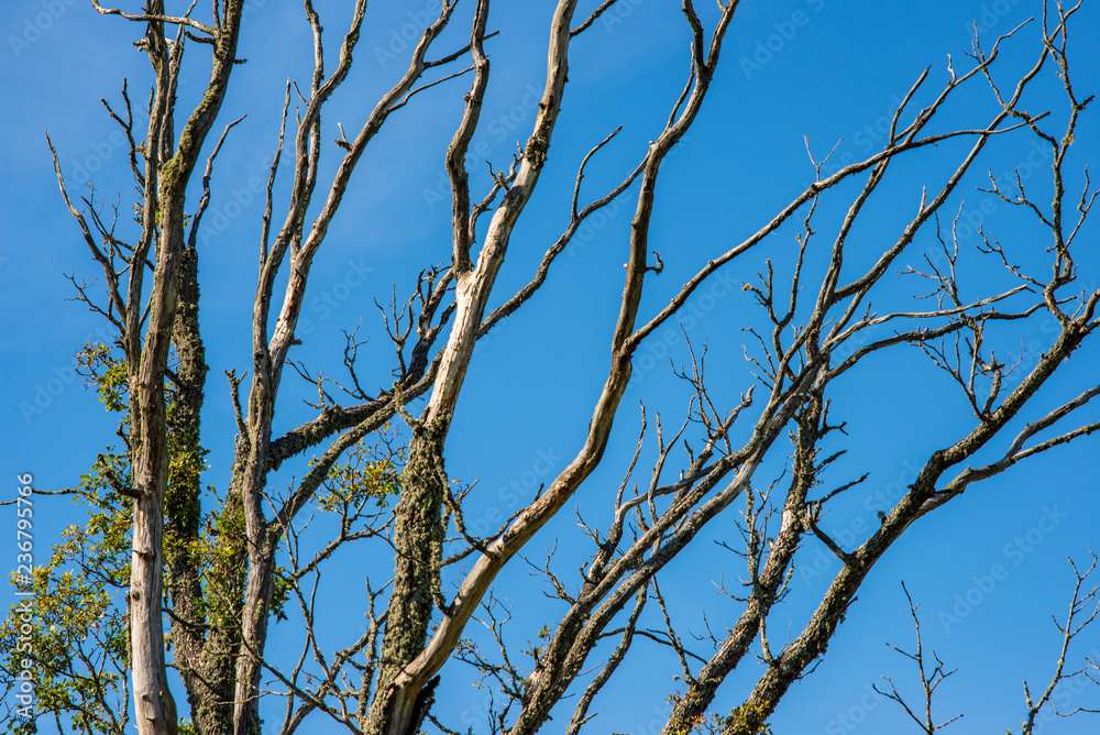 naked tree branches in late autumn with no leaves naked tree branches in late autumn with no leaves