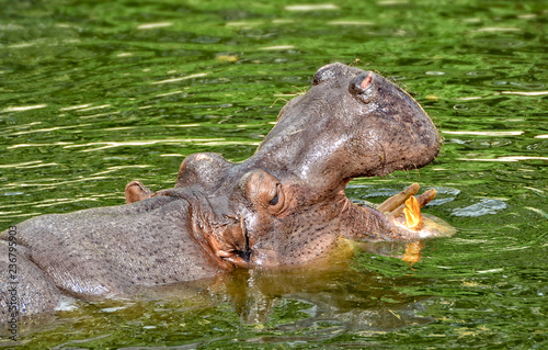 Hippo with open jaws. Hippopotamus swims in a lake. Dangerous animals. Wildlife of Africa. Close up photo. Amazing portrait. Wild powerful animals in African National Parks.