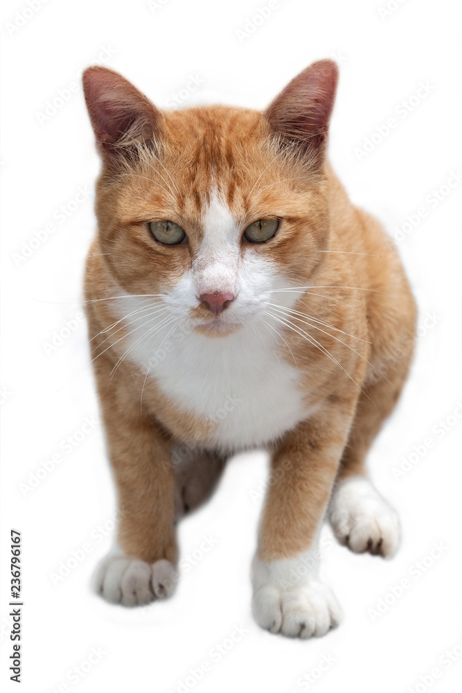 Obraz premium Cute cat is staring.