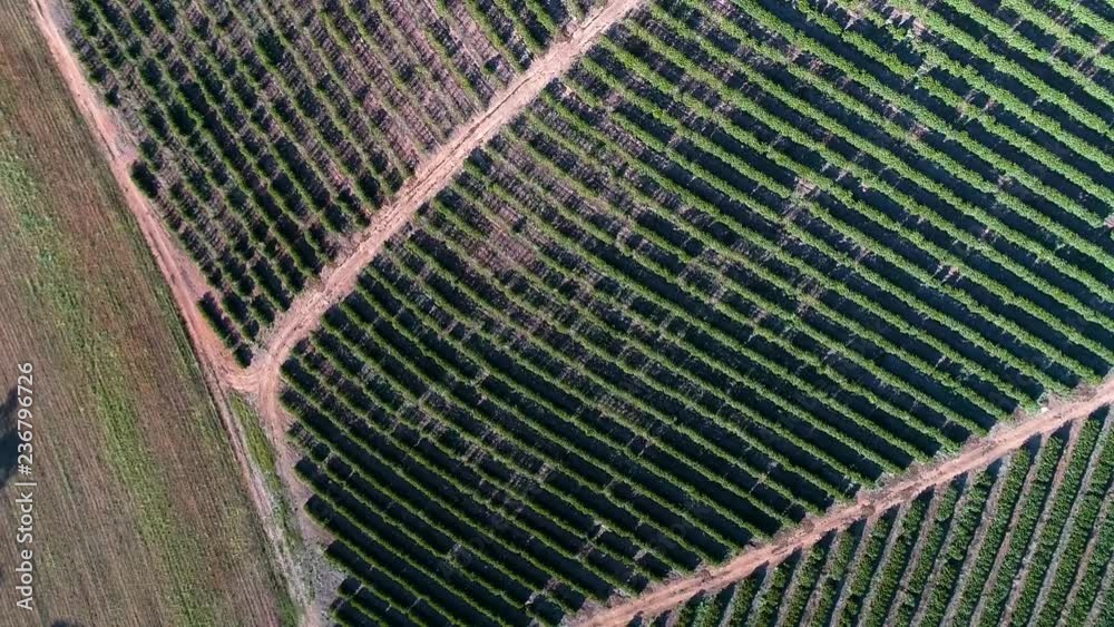 Coffee farm in Brazil Coffee farm in Brazil