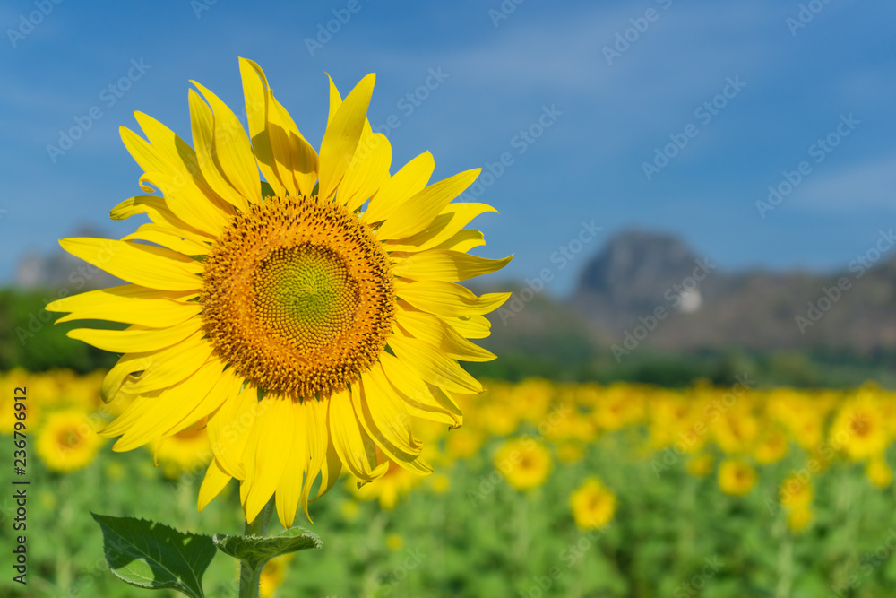 Sunflower. Sunflower.