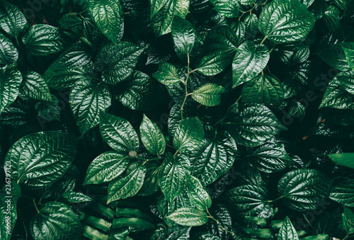Obraz Tropikalny zielony liść w ciemnym odcieniu.