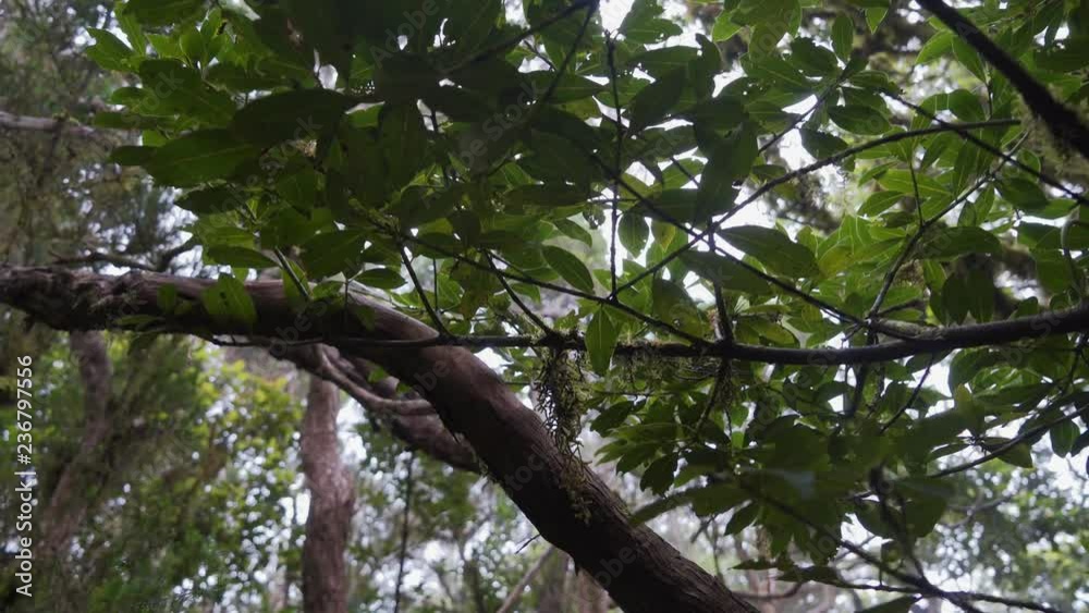 crawling through dense jungle thickets in a tropical rainforest crawling through dense jungle thickets in a tropical rainforest